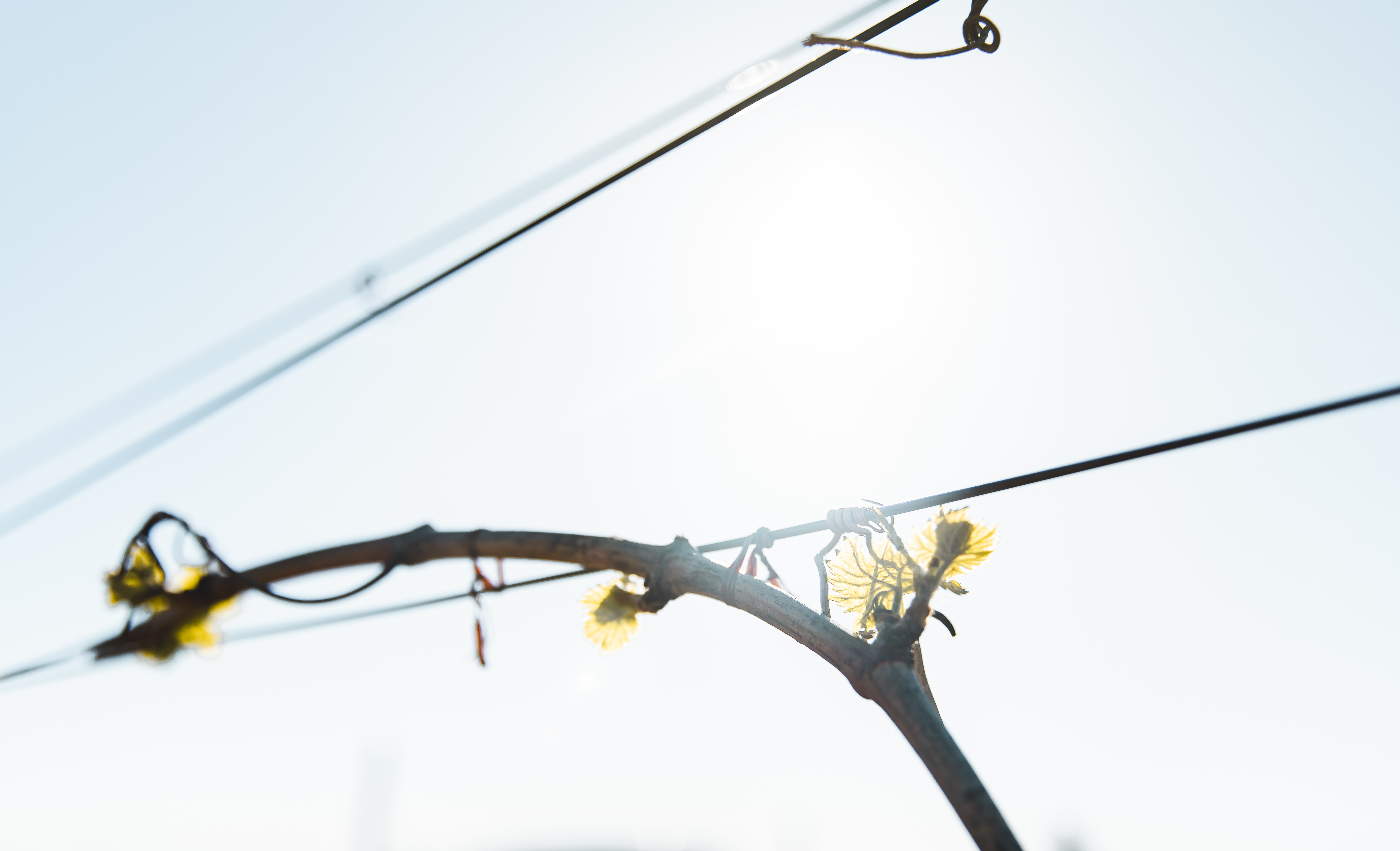 Especialistas en Carbón Procesado